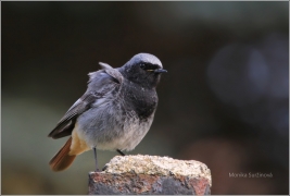 <p>REHEK DOMÁCÍ (Phoenicurus ochruros) /Black redstart - Hausrotschwanz/</p>